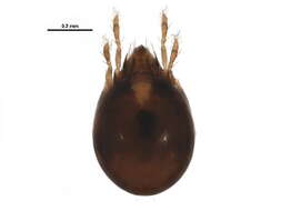 Image of Rugosochonetidae