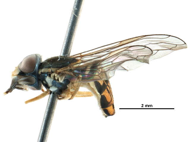 Image of Syrphid fly