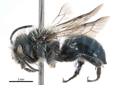 Image of Osmia inspergens Lovell & Cockerell 1907