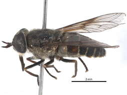 Image of Hybomitra longiglossa (Philip 1931)