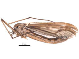 Image of hairy-eyed craneflies