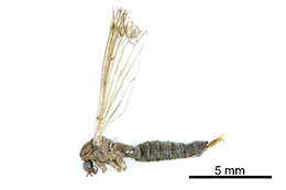 Image of hairy-eyed craneflies