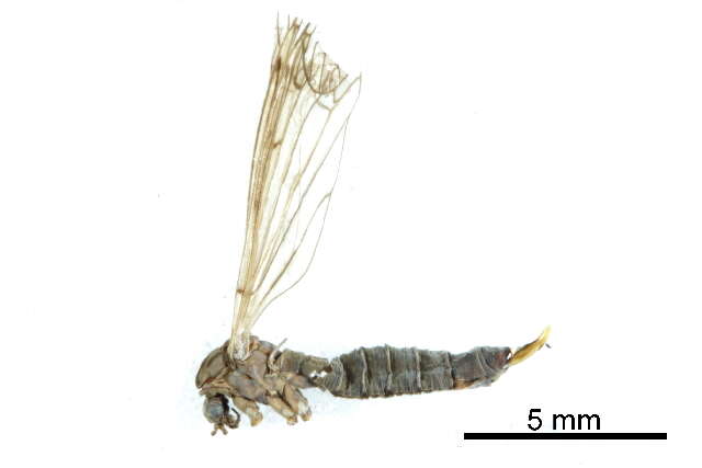 Image of hairy-eyed craneflies