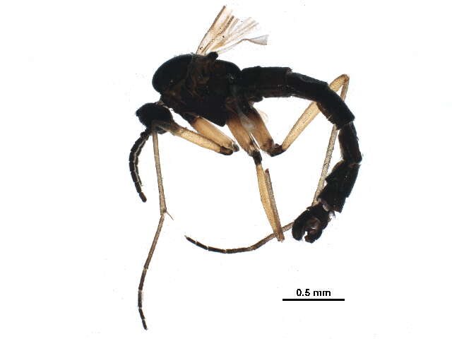 Image of Trichosia diota