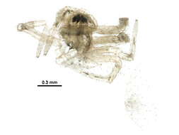 Image of Acanthoneta aggressa (Chamberlin & Ivie 1943)