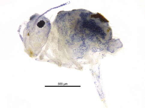 Image of globular springtail