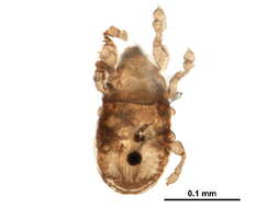 Image of Eueremaeus Mihelcic 1963