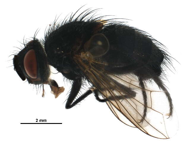 Sivun Allophorocera ferruginea (Meigen 1824) kuva