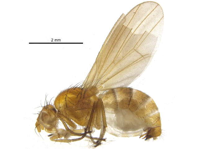 Image of lauxaniid flies