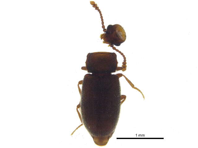 Image de Cryptophagus bidentatus Mäklin 1853