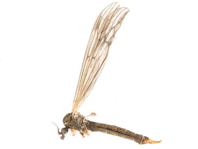 Image of hairy-eyed craneflies