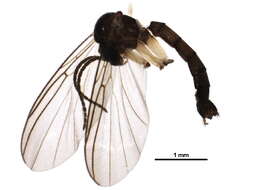 Image of Boletina dissipata Plassmann 1987