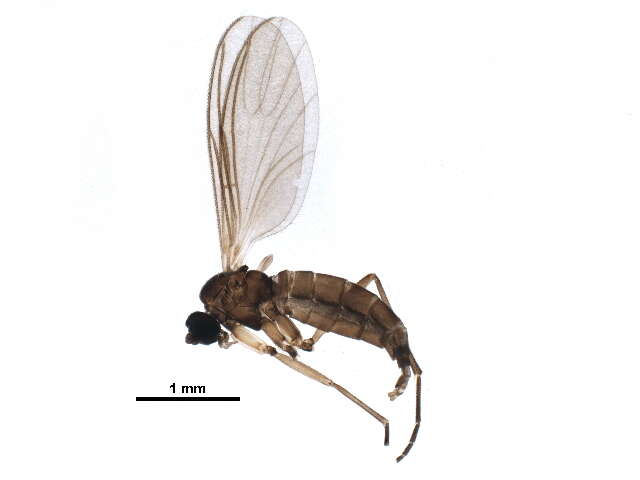 Sivun Bradysia forcipulata (Lundbeck 1898) kuva