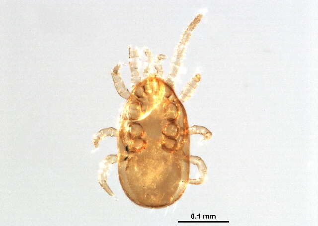 Image of Pachylaelapidae