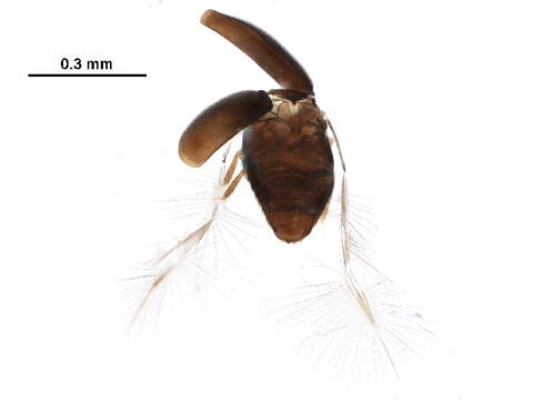 Image of Ptiliolum