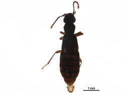 Image of Omaliinae