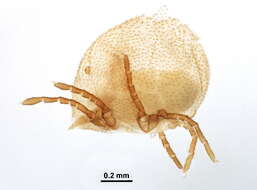 Image of Calyptostomatidae