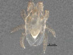 Image of Echinonyssus