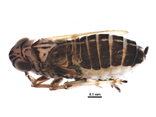 Image of Fulgoroidea