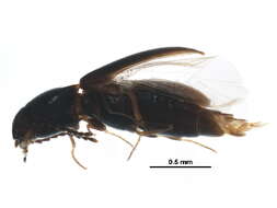 Image de Neohypdonus