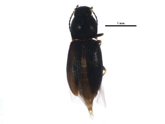 Image de Neohypdonus