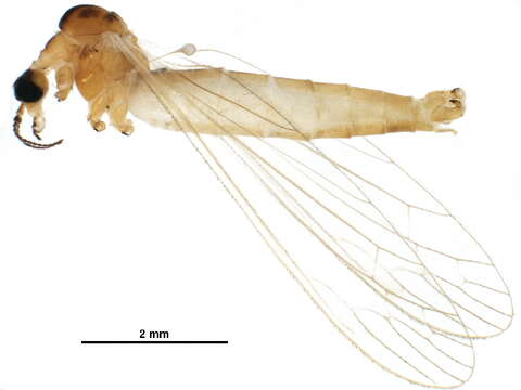 Image of Dicranomyia (Dicranomyia) sera (Walker 1848)