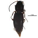 Image of <i>Neohypdonus restrictulus</i>