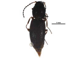 Image de <i>Neohypdonus restrictulus</i>