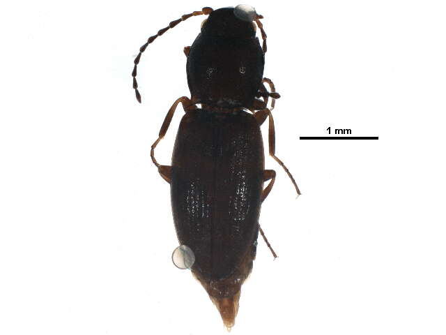 Image de <i>Neohypdonus restrictulus</i>