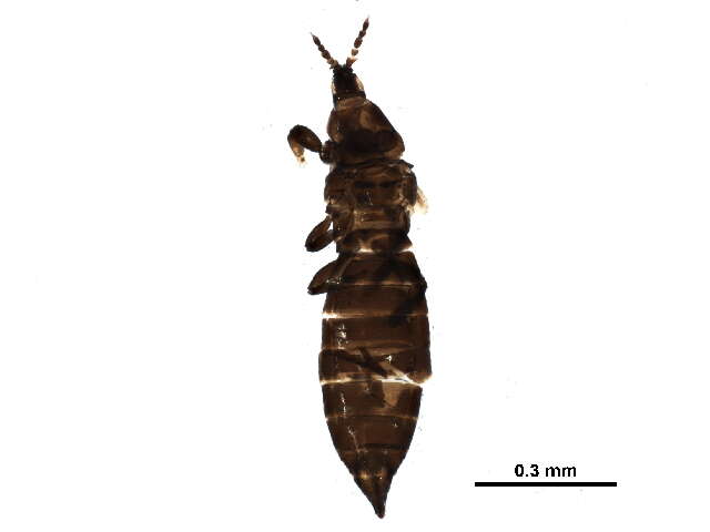 صورة Chirothrips manicatus (Haliday 1836)