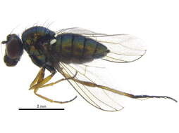 Image of Rhaphium