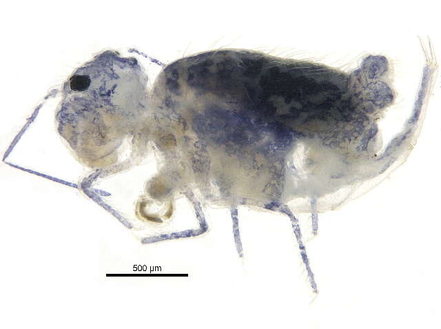 Image of globular springtail