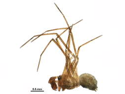Image of Bathyphantes gracilis (Blackwall 1841)