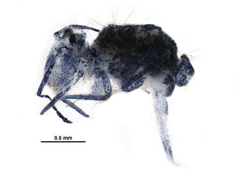 Image of Dicyrtoma maculosa Ionesco ex Denis 1930