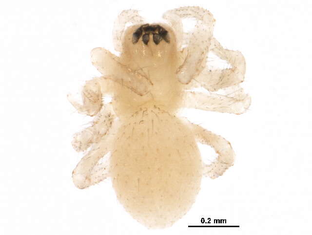 Diplocentria perplexa (Chamberlin & Ivie 1939) resmi