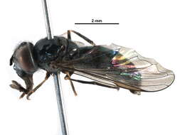 Image of Platycheirus setipes Vockeroth 1990