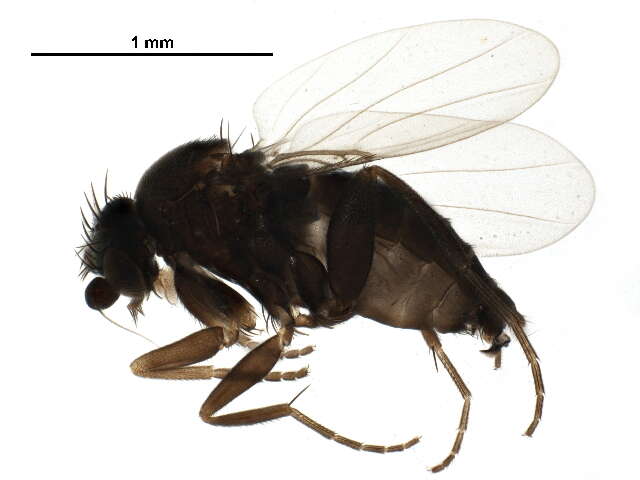 Image of Megaselia arizonensis (Malloch 1912)