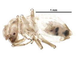 Stenopsocidae resmi