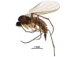 Image of <i>Baeosciara scotica</i>