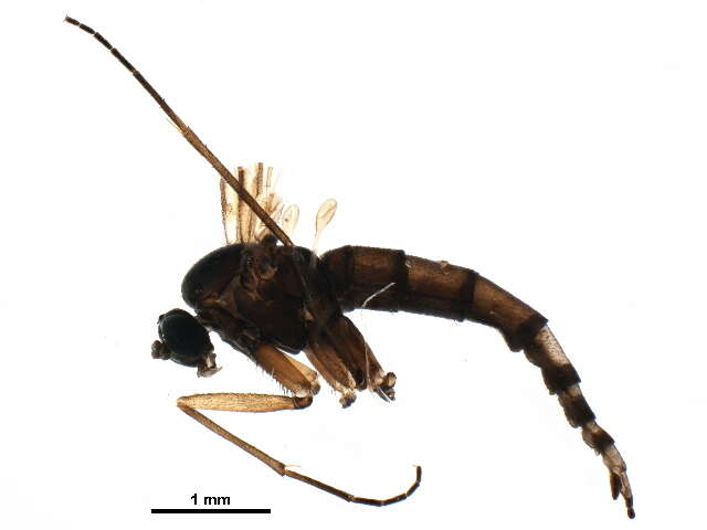 Image of Trichosia diota