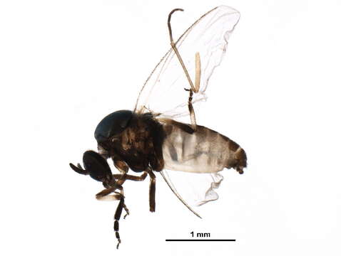 Image of Simulium maculatum (Meigen 1804)