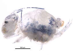 Image of globular springtail