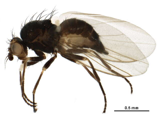 Image of leaf-mining flies