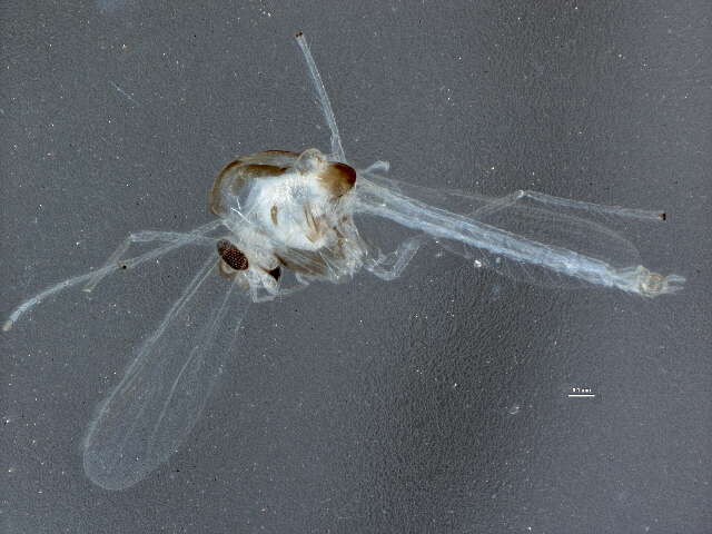 Imagem de Tanytarsus allicis Sublette 1964