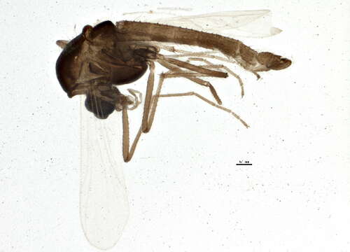 Plancia ëd Limnophyes asquamatus Saether 1975