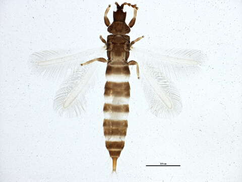 صورة Hoplothrips