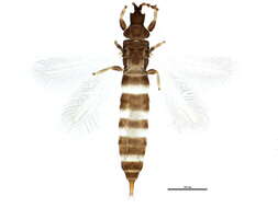 Image of Hoplothrips