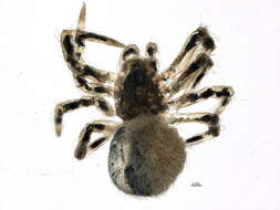 Image of Dipoena nigra (Emerton 1882)