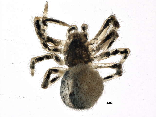 Image of Dipoena nigra (Emerton 1882)