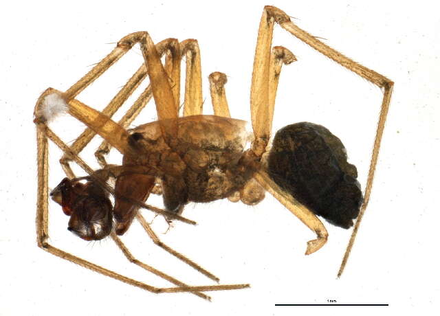 Image of Bathyphantes